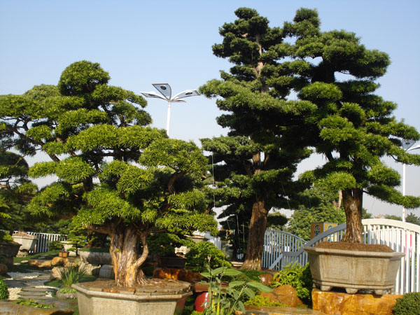 ​滨水区植物配置施工工艺详解：从地形整理到栽植密度的关键步骤